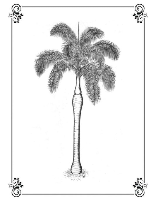 Royal Palm Roystonea regia Print
