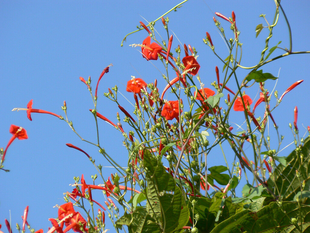 Scarlet Morning Glory Ipomoea hederifolia 20 Seeds  USA Company