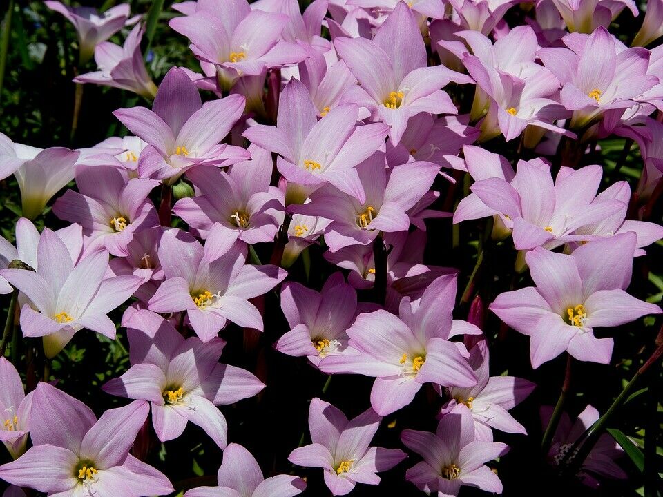 planting rain lily seeds Pink Rain Lily Zephyranthes robusta 20 Seeds – R&B Floridaseeds