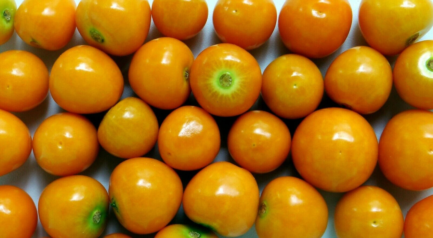 Goldenberry Physalis peruviana 100 Seeds