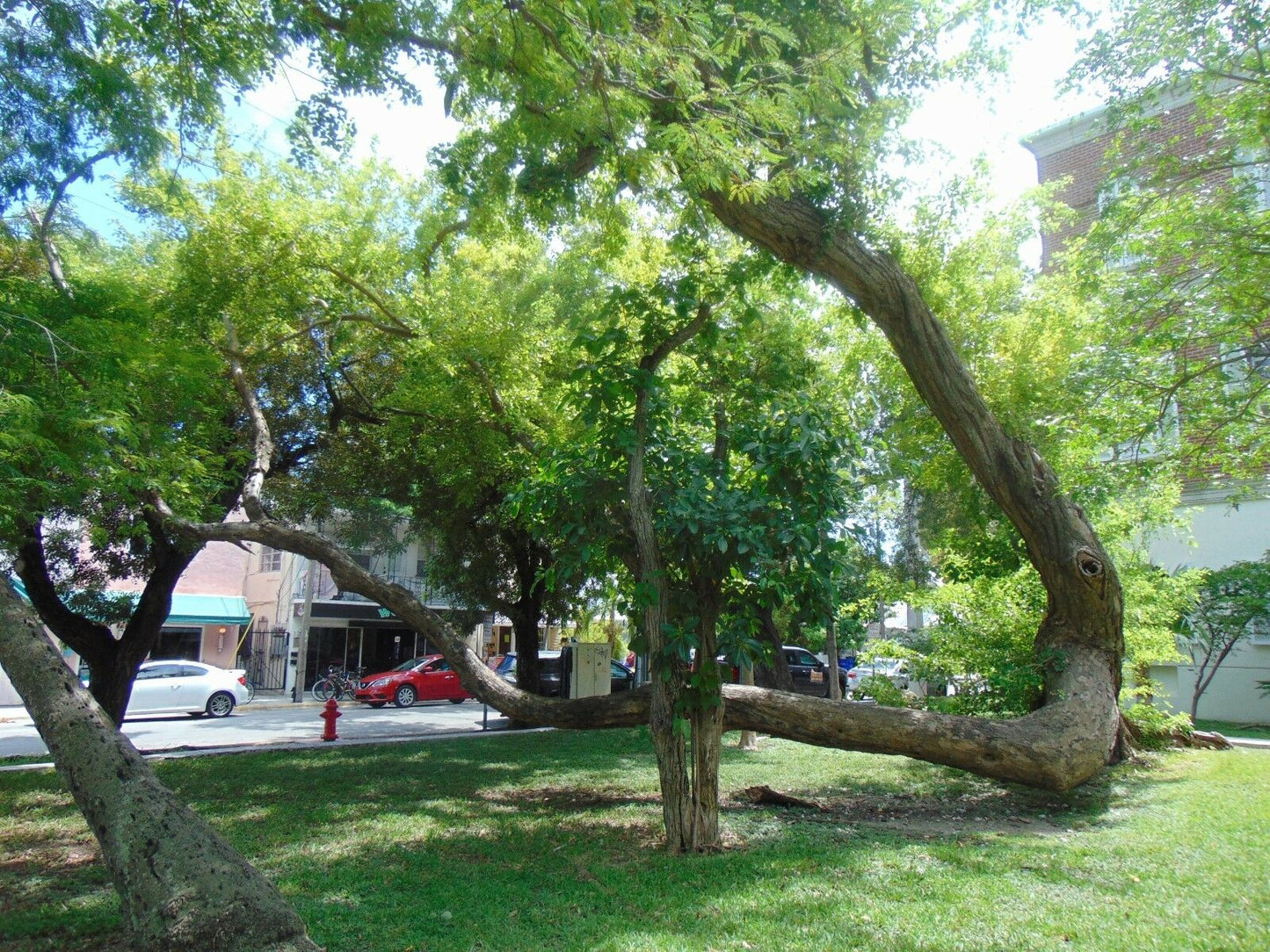Indian Rosewood Dalbergia sissoo 20 Seeds
