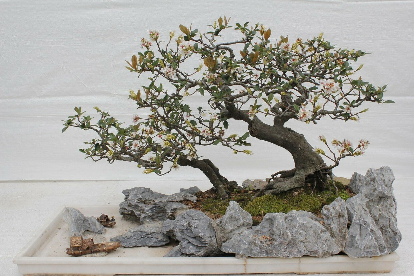 Indian Hawthorn Rhaphiolepis indica 20 Seeds