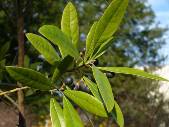 Swamp Bay Persea palustris 10 Seeds