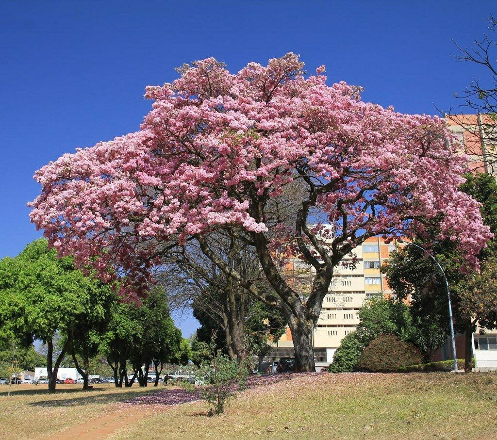 Rosy Trumpet Tree 10 Seeds Tabebuia rosea