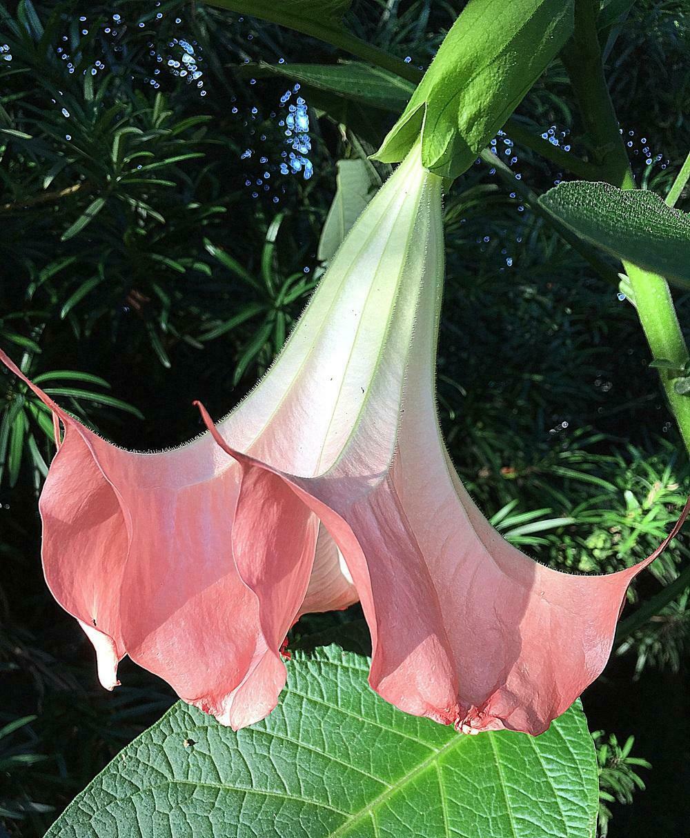 Pink Angel's Trumpet Brugmansia suaveolens 5 Seeds  USA Company