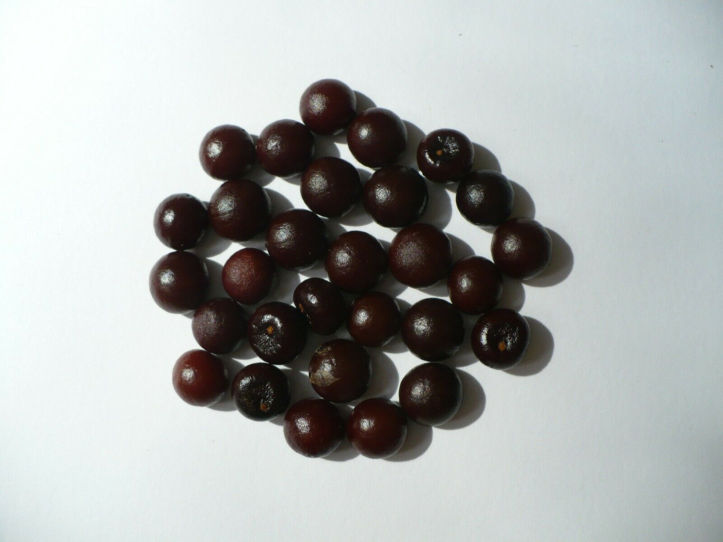 Sabal Palm 100 Seeds Sabal palmetto