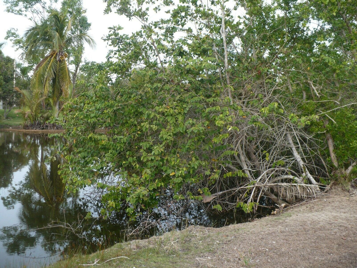 Coin Vine Dalbergia ecastaphyllum 10 Seeds
