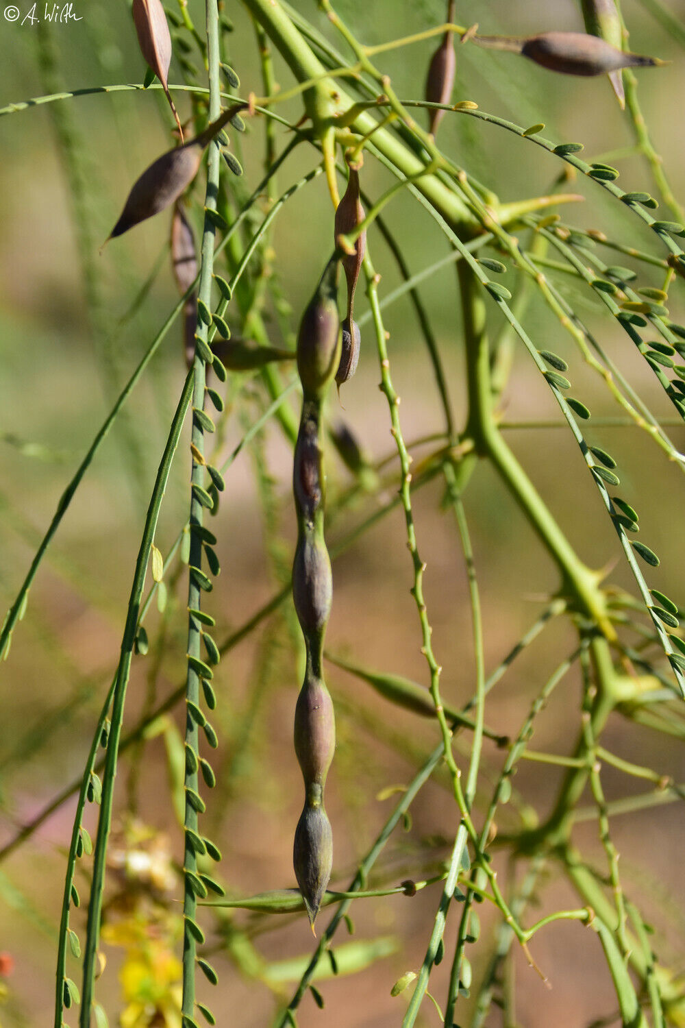 Jerusalem Thorn 100 Seeds Parkinsonia aculeata