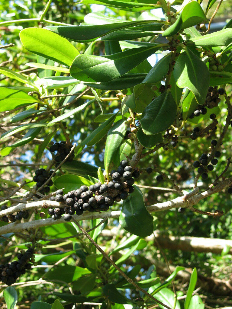 Myrsine Rapanea guianensis 20 Seeds   USA Company