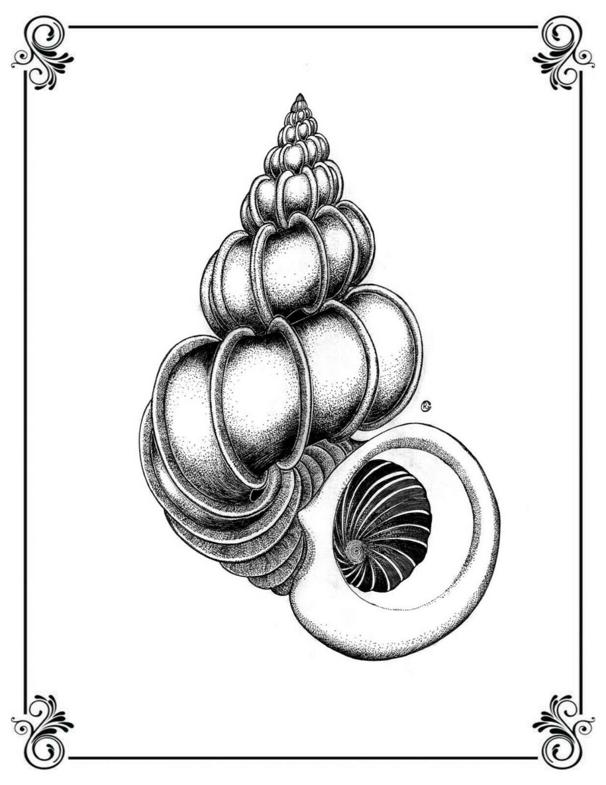 Print of an Illustration of the Precious Wentletrap