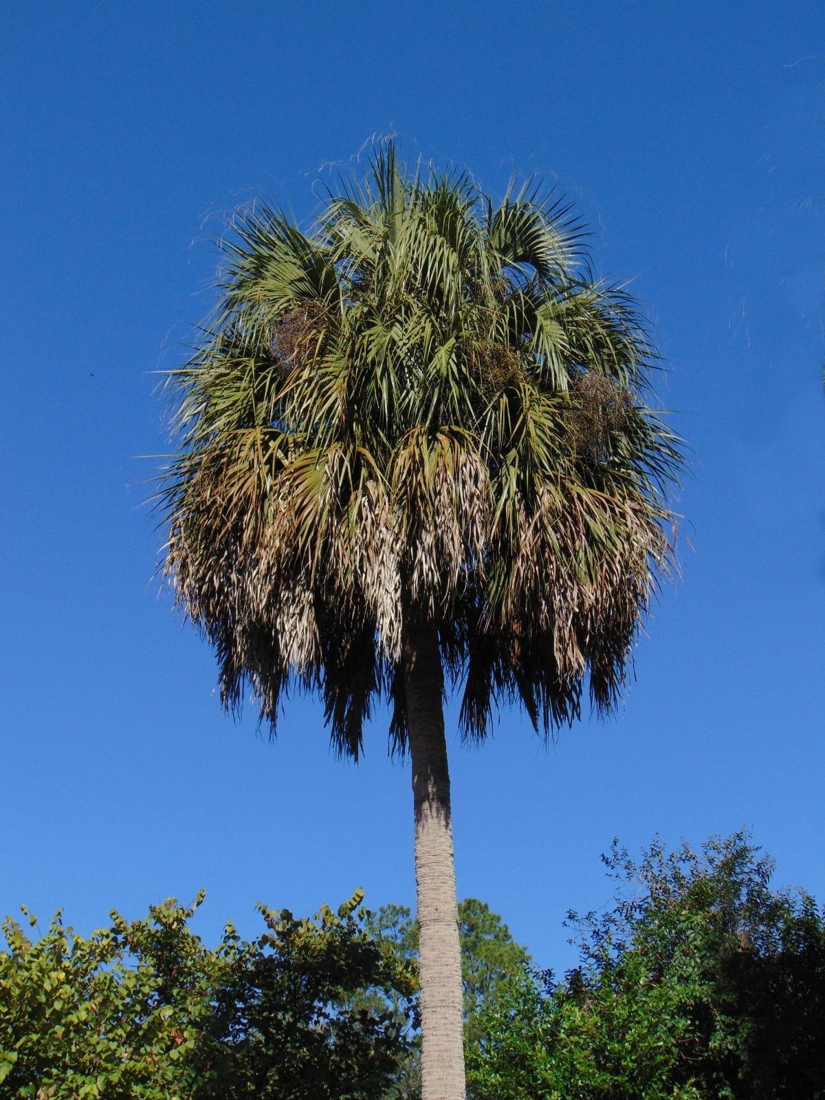 sabal palm plant Sabal Palm 100 Seeds Sabal palmetto – R&B Floridaseeds