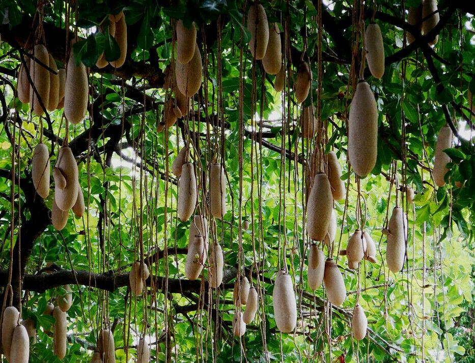 Sausage Tree Kigelia pinnata 20 Seeds  USA Company