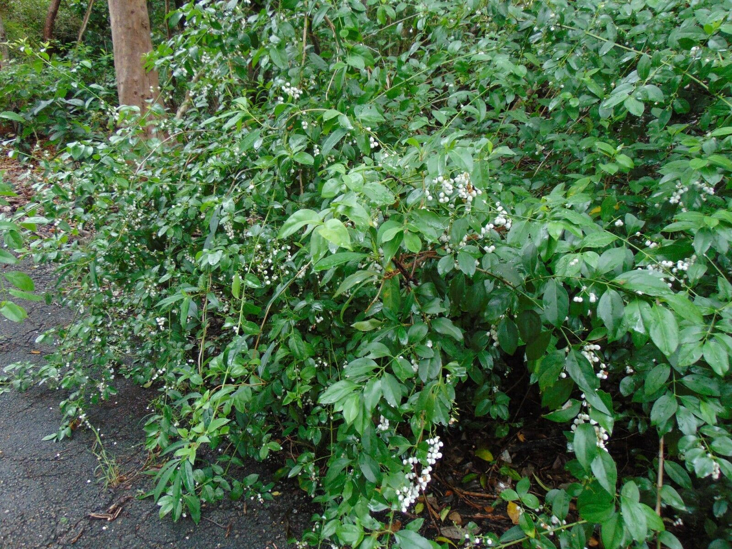 Snowberry Milkberry Chiococca alba 20 Seeds