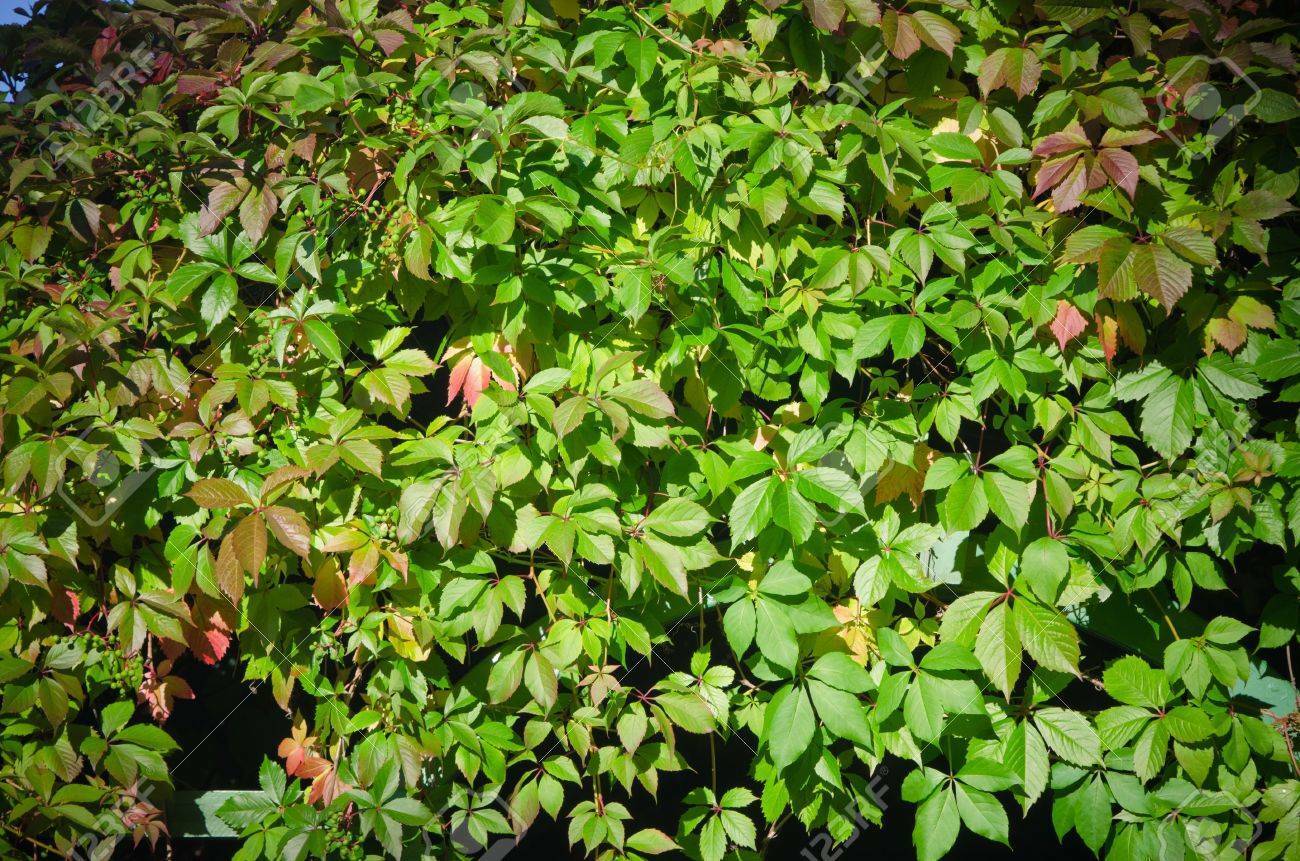 Virginia Creeper Parthenocissus quinquefolia 100 Seeds  USA Company