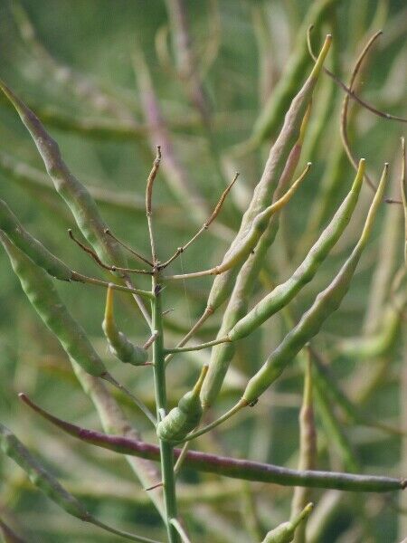 Canola Brassica napus 100 Seeds