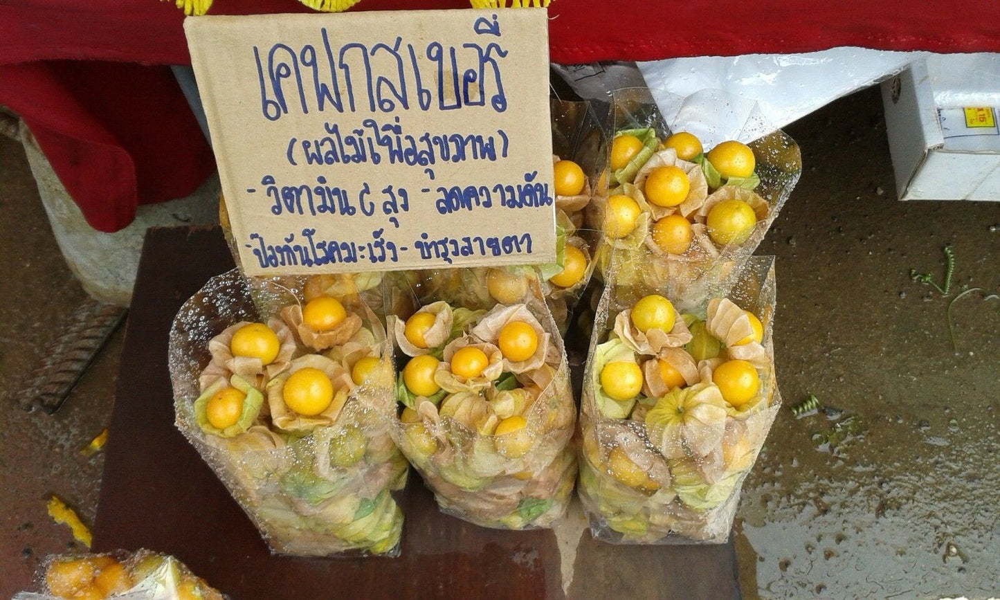 Cutleaf Ground Cherry Physalis angulata 20 Seeds