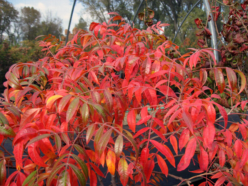 Sumac, Winged