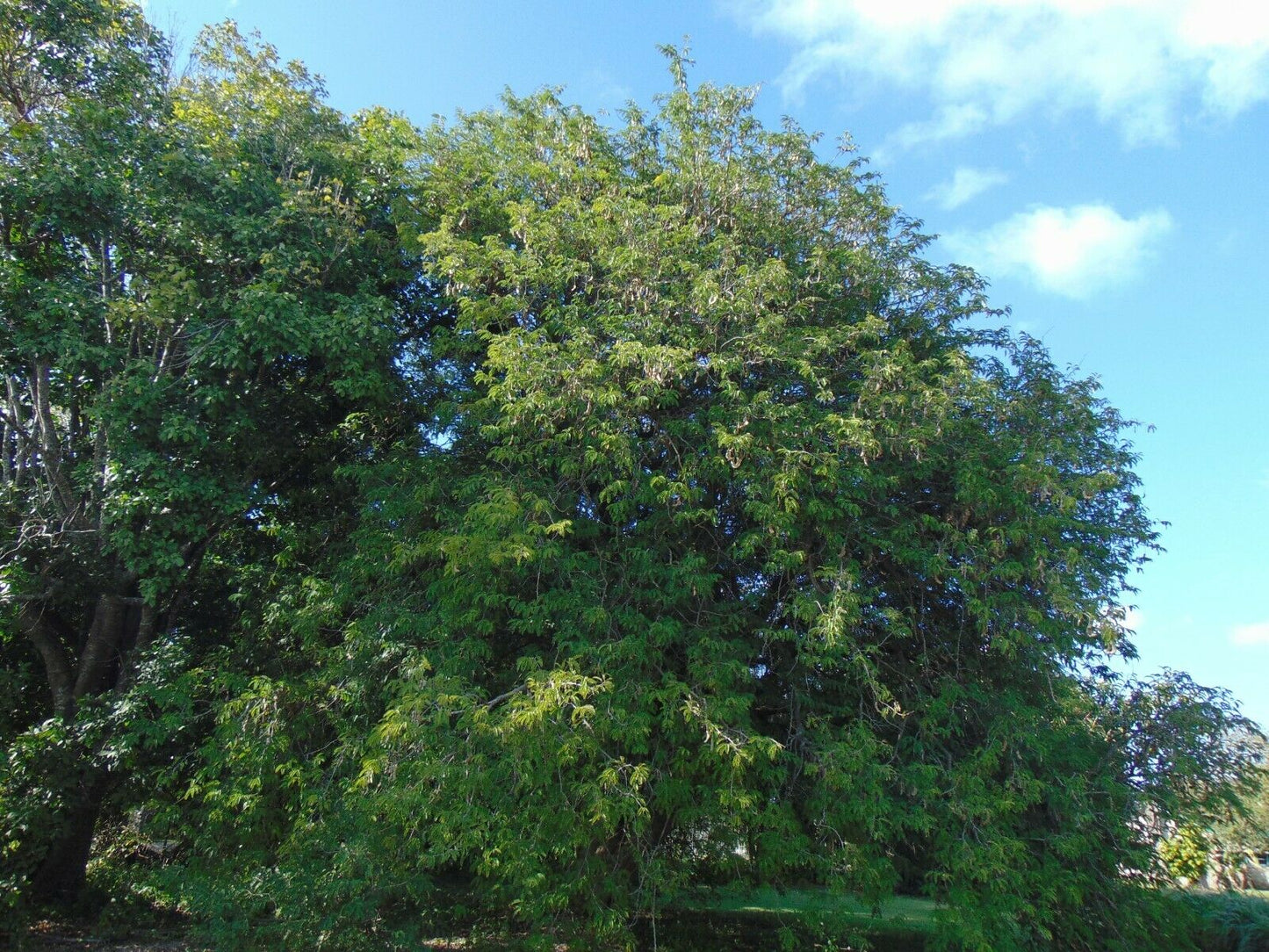 Tamarind 5 Seeds Tamarindus indica