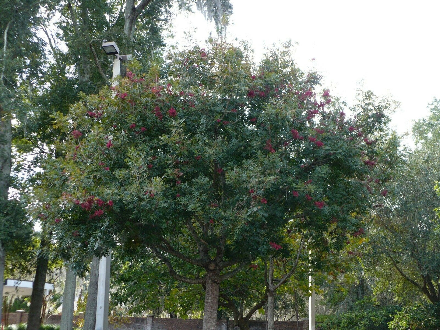 Chinese Pistache Pistacia chinensis 100 Seeds