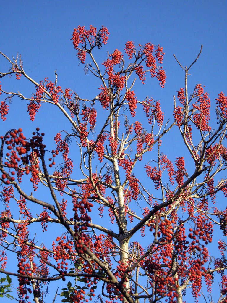 Wonder Tree Igiri Tree Idesia Polycarpa 500 Seeds  USA Company