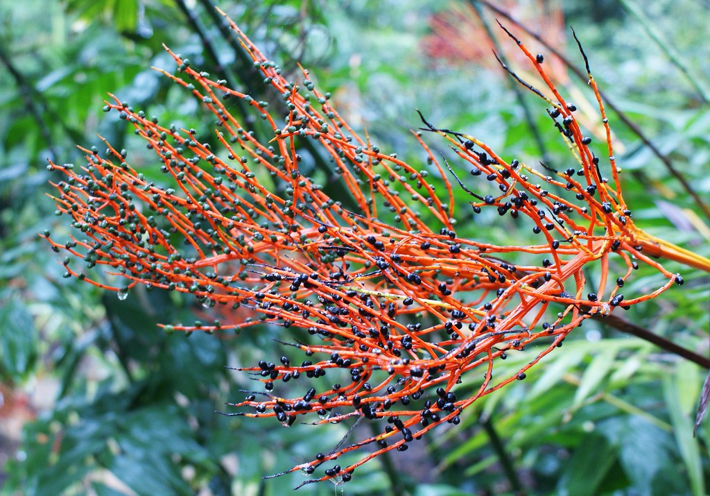 Parlor Palm 20 Seeds Chamaedorea elegans