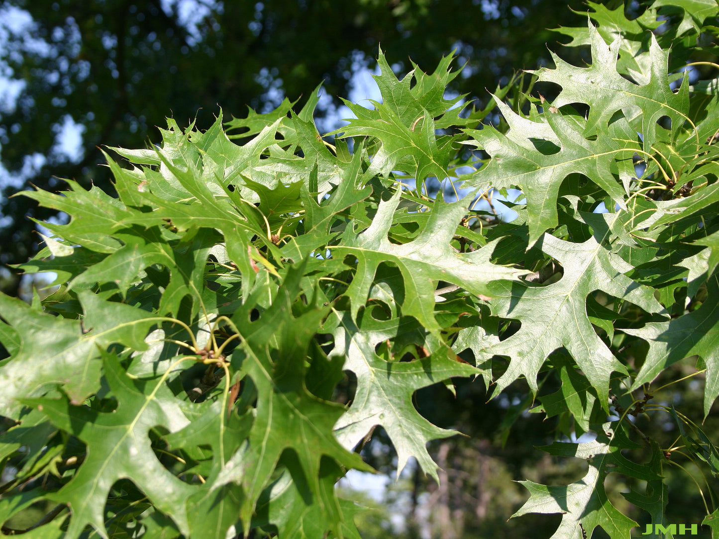 Pin Oak Quercus palustris 20 Seeds  USA Company