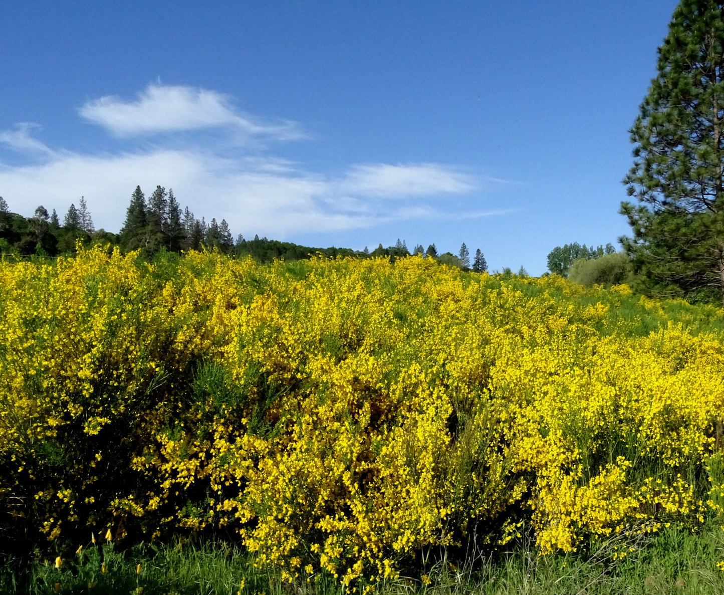 Scotch Broom 100 Seeds Cytisus scoparius