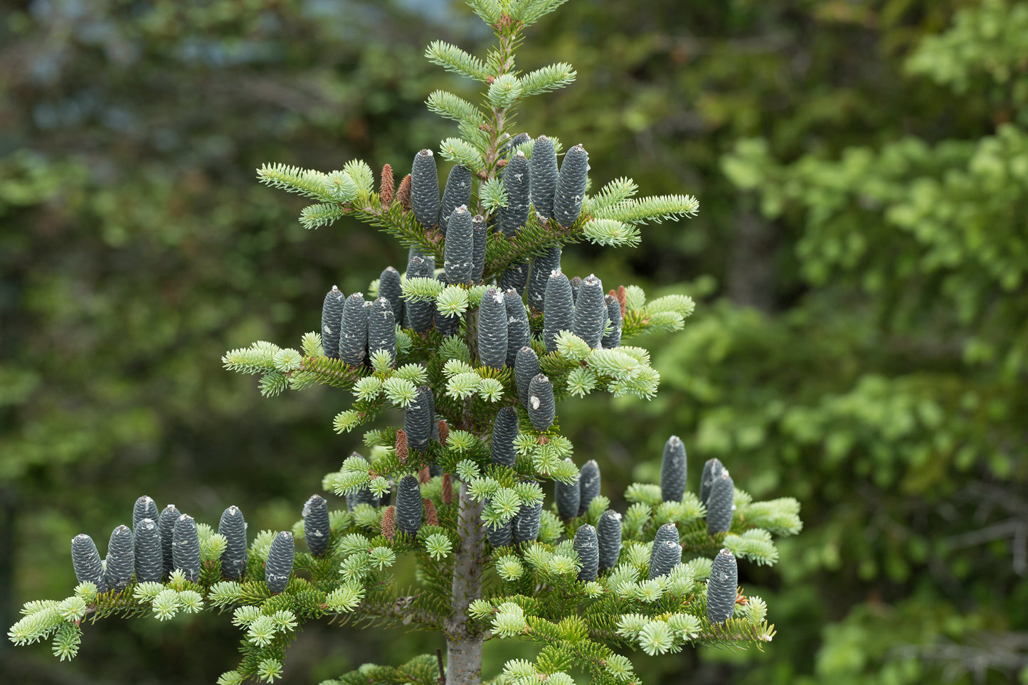 Balsam Fir Abies balsamea 100 Seeds