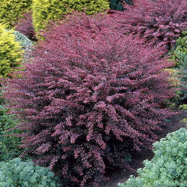 Purple Barberry 10 Seeds Berberis thunbergii