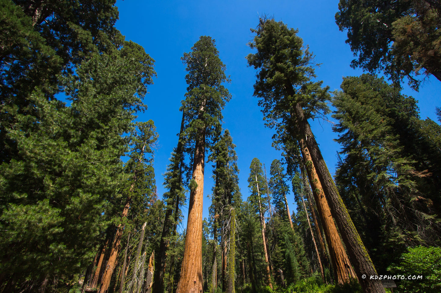 Giant Sequoia  Redwood  Sequoiadendron Giganteum  100 Seeds  USA Company