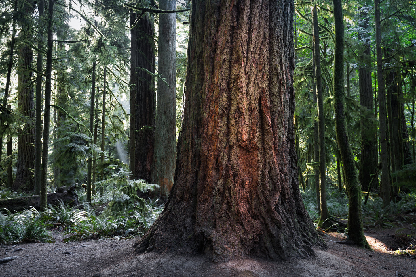 Douglas Fir Pseudotsuga menziesii 100 Seeds