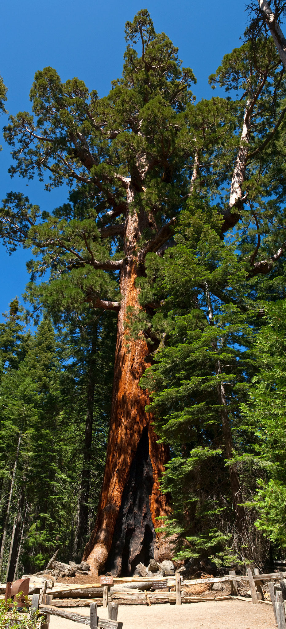 Giant Sequoia  Redwood  Sequoiadendron Giganteum  100 Seeds  USA Company