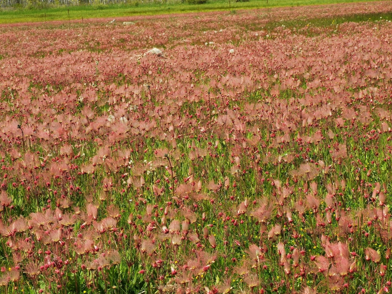 Prairie Smoke 10 Seeds Geum triflorum