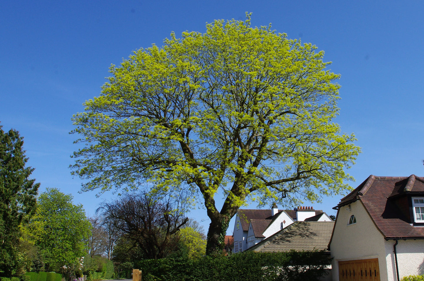 Norway Maple Acer platanoides 100 Seeds   USA Company