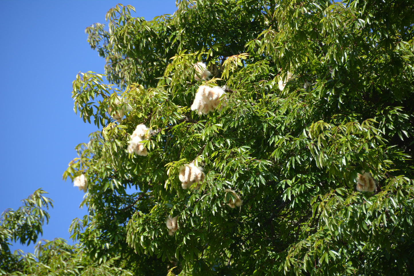 Floss-Silk Tree Chorisia speciosa 20 Seeds  USA Company