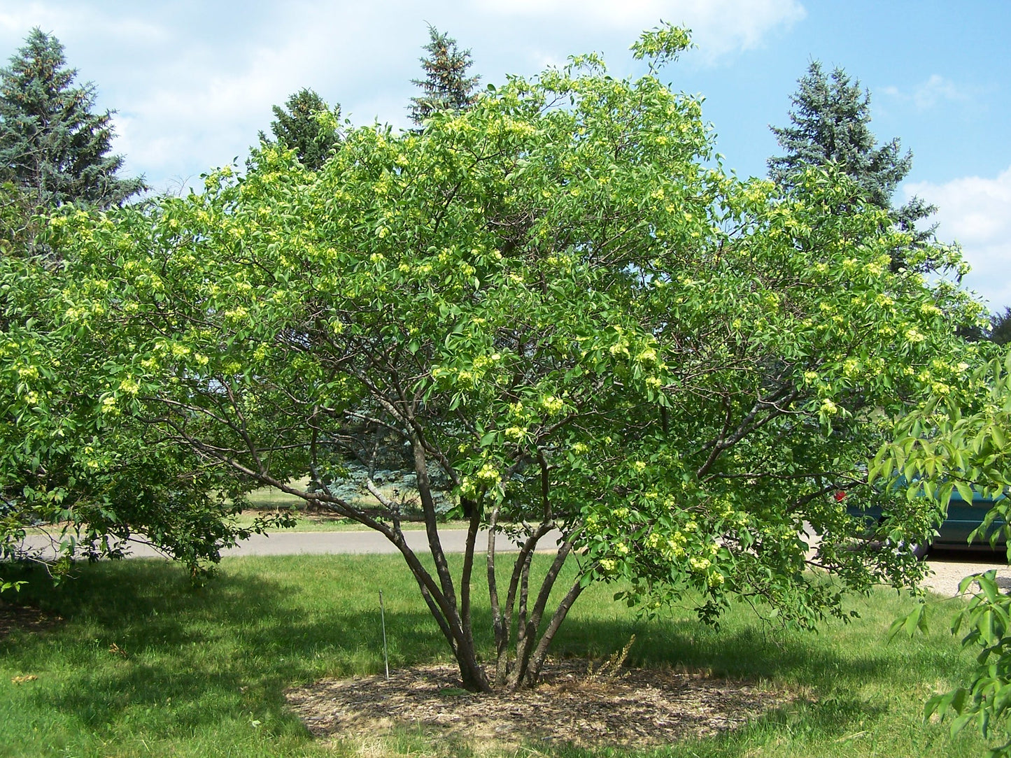 Hop Tree Wafer Ash Ptelea trifoliata 10 Seeds