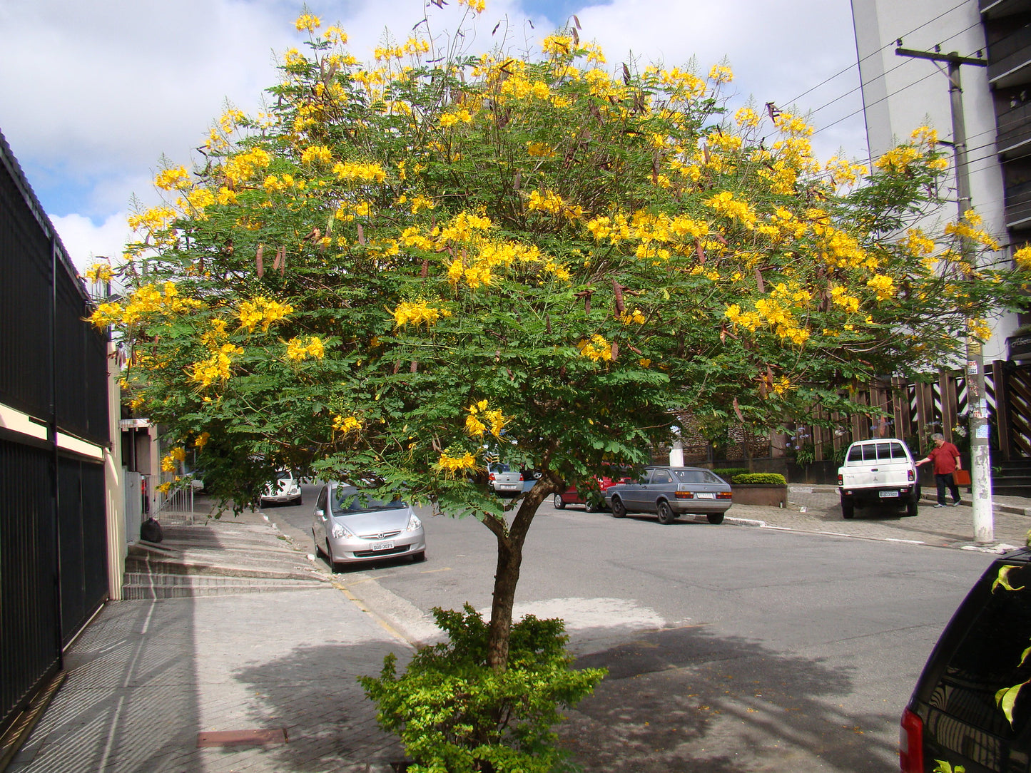 Yellow Pride of Barbados Caesalpinia pulcherrima 10 Seeds