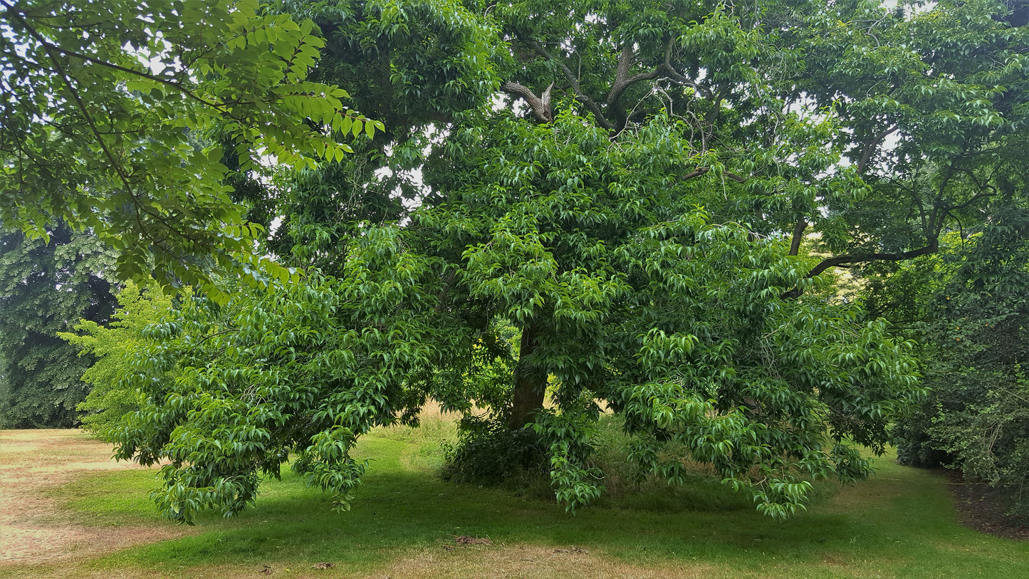 Hardy Rubber Tree 20 Seeds Eucommia ulmoides
