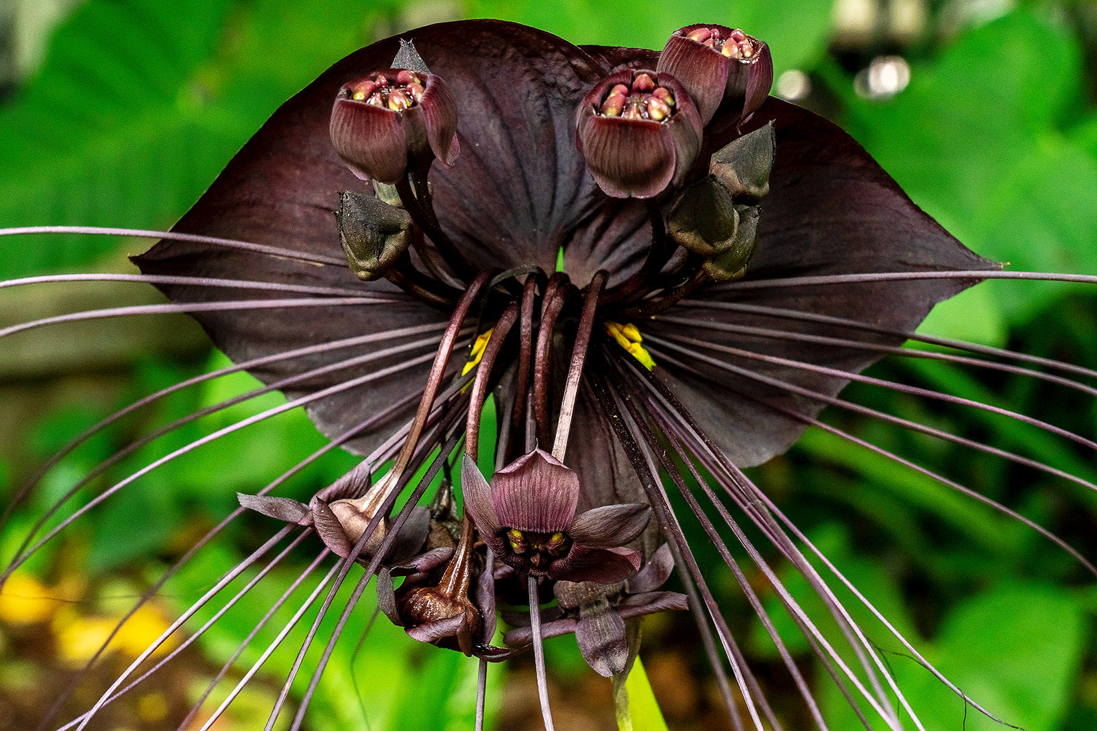 bat flower lily Black Bat Flower 20 Seeds Tacca chantrieri – R&B Floridaseeds
