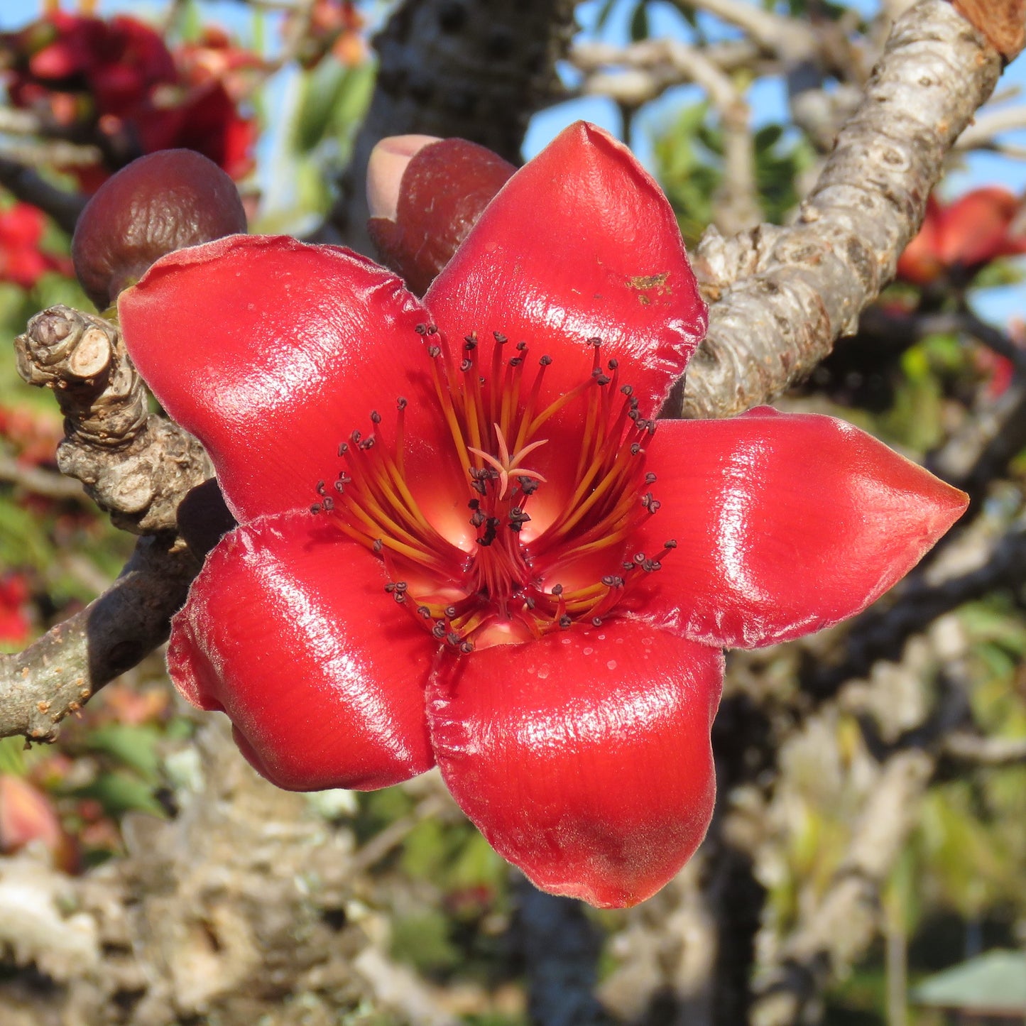 Red Silk Cotton Tree Bombax ceiba 100 Seeds  USA Company