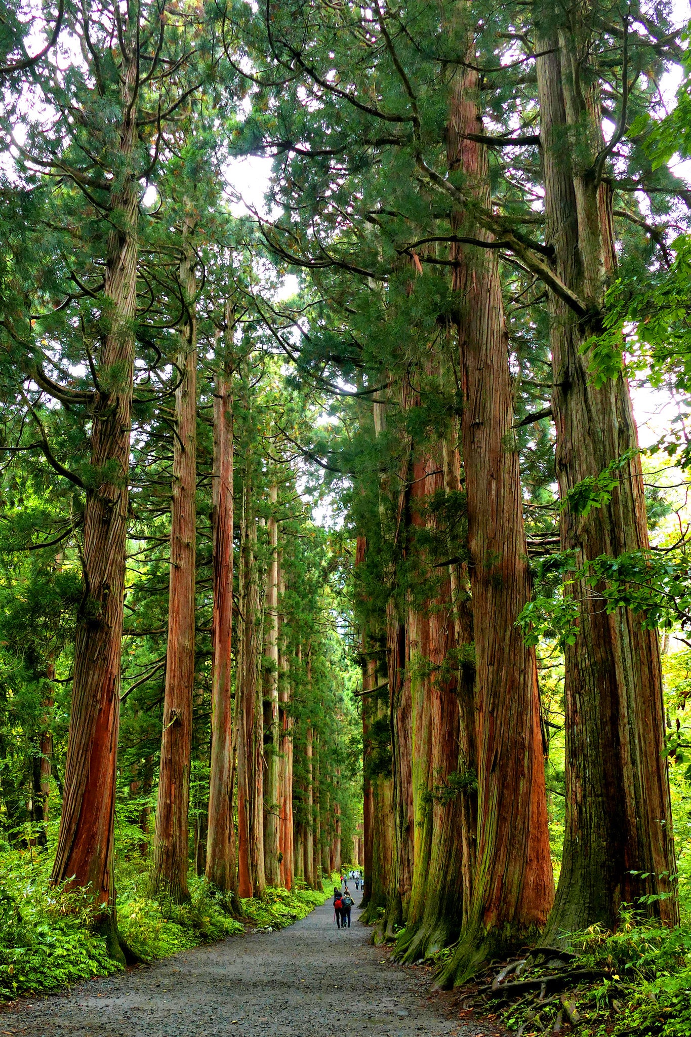 Japanese Cedar Cryptomeria japonica 100 Seeds