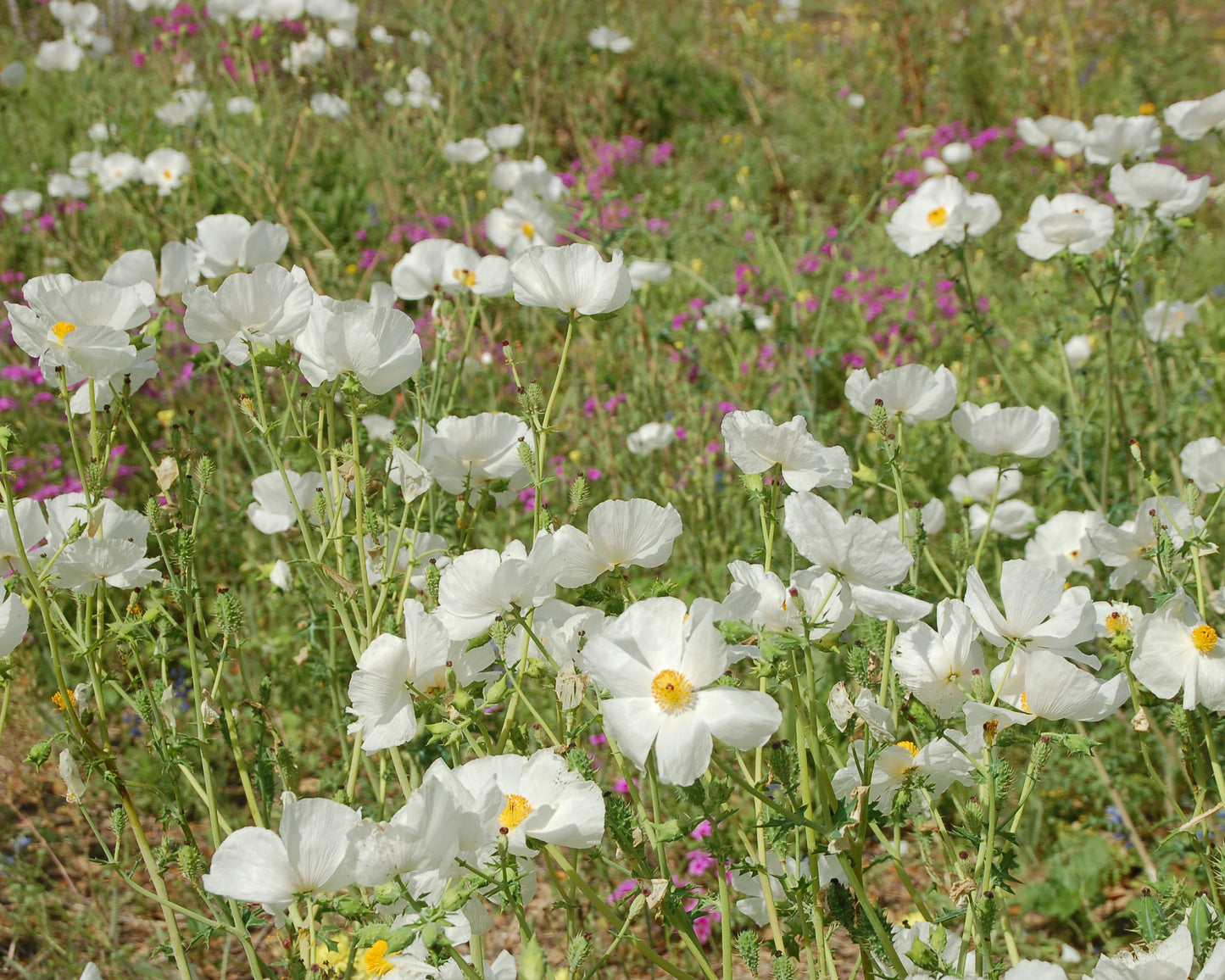 White Prickly Poppy Argemone albiflora 20 Seeds  USA Company