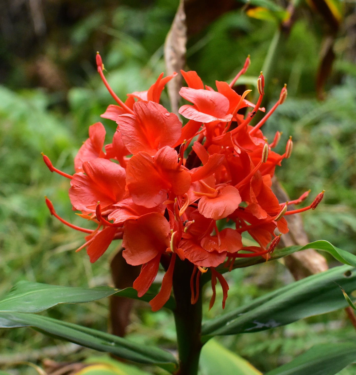 Red Ginger Hedychium rubrum 10 Seeds  USA Company