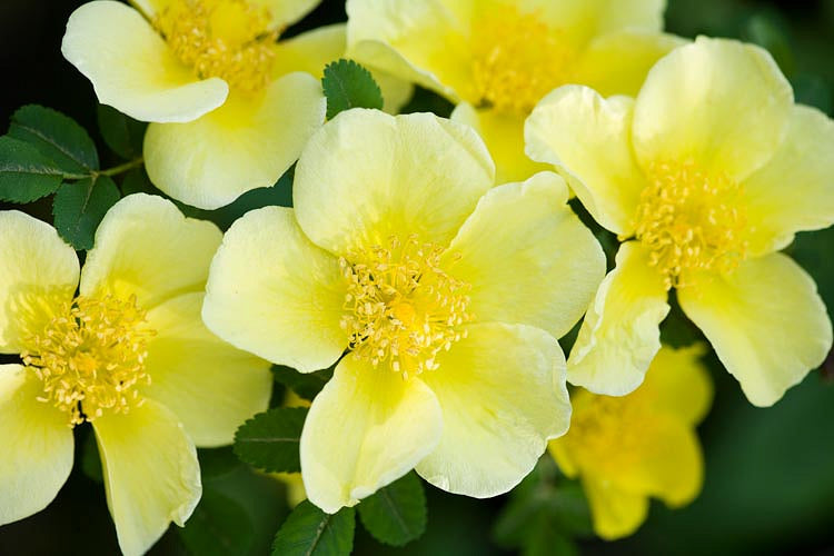 yellow rose seeds Yellow Rose 20 Seeds Rosa xanthina – R&B Floridaseeds