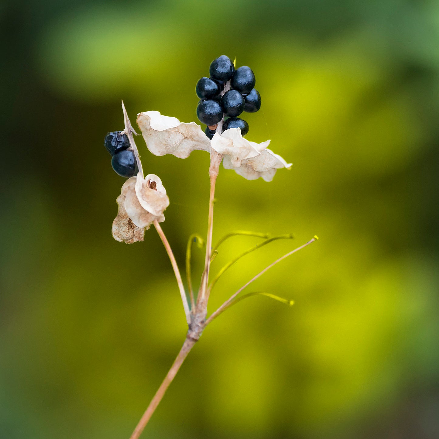 Leopard Lily Blackbead Lily Belamcanda chinensis 100 Seeds