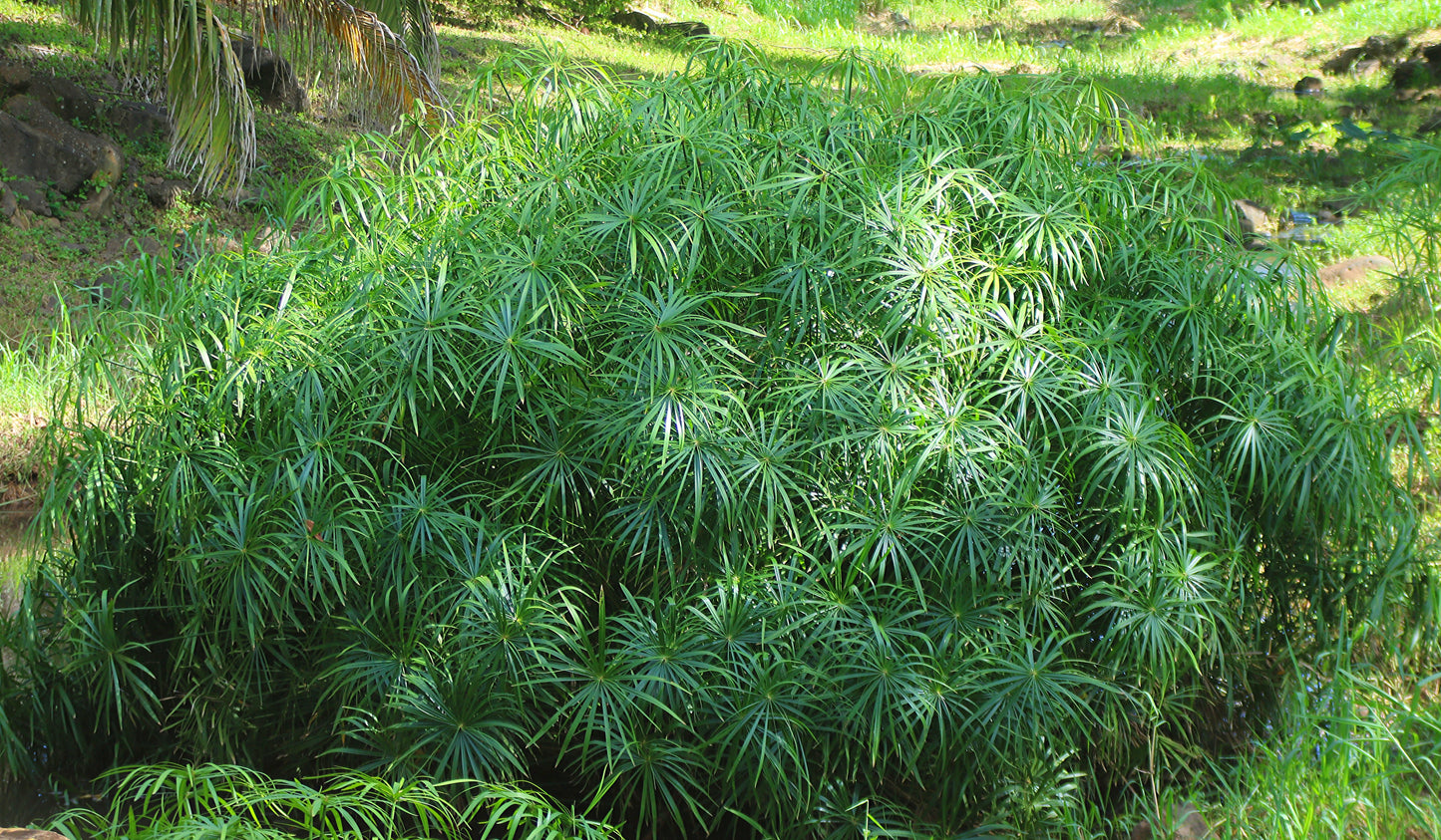 Umbrella Plant Cyperus alternifolius 100 Seeds  USA Company