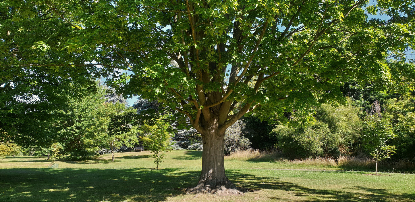 Sugar Maple Acer saccharum 20 Seeds