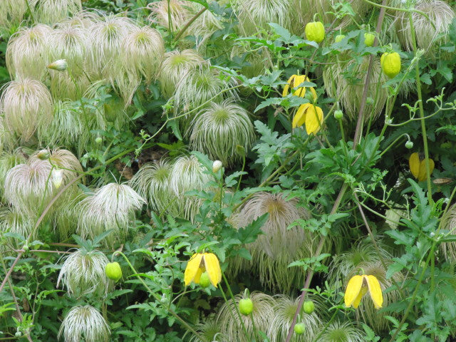 Golden Clematis Clematis tangutica 20 Seeds