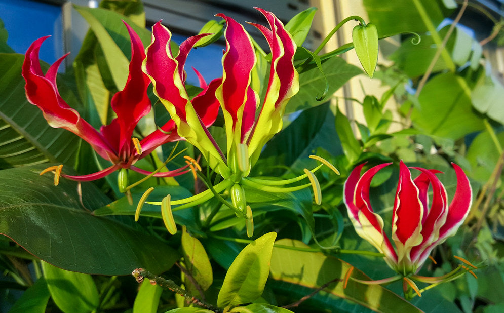 Gloriosa Lily Flame lily Gloriosa superba 20 Seeds  USA Company