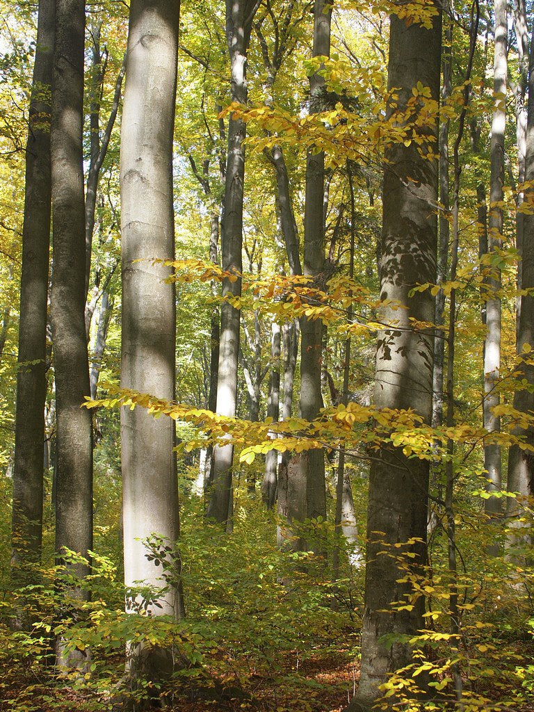 European Beech Fagus sylvatica 10 Seeds
